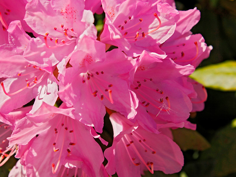 Bild 28.' • '.06/2015  •  Rhododendron  •  Platz 19 von 20
 